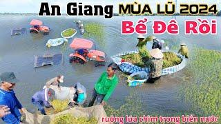 Nữa rồi An Giang bể đê lũ nhấn chìm ruộng lúa trong biển nước dân khổ quá