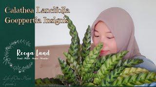 Calathea Lancifolia / Geoppertia Insignis | Life Of One Plant Eps 5