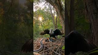 Mother Bird Defends Nest from Snake in Tree