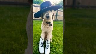 I got my boots I got my hat #buddy #cute #@Buddyandhisbesties #dog #goldendoodle #dogball #fluffy