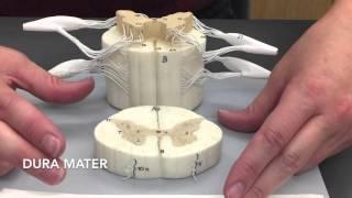 Brain and Spinal Cord Review