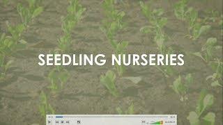 4 Vegetable Seedling Nurseries