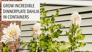 Grow Dinnerplate Dahlias in Containers | Dahlia Cafe Au Lait in containers | Balcony Garden