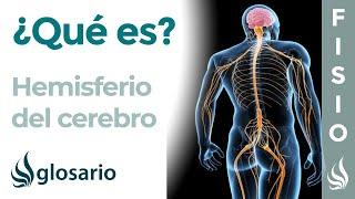 HEMISFERIO CEREBRAL | Qué es, dónde se sitúa, funciones y lesiones