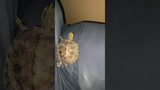 turtle climbing like a spider