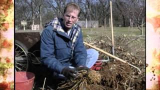 Dividing Asparagus Crowns