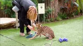 Serval, Leptailurus serval, San Diego Zoo Safari Park