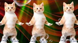 Cat videos funny dance Videos for catsv#funnycats #dancingcat #catlovers  @furry-cornerz