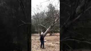 Tornado Damaged Tree / Widow Maker must come down