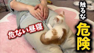 Naptime in a cat shelter with kittens is full of dangers