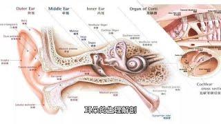 耳朵的生理解剖知识