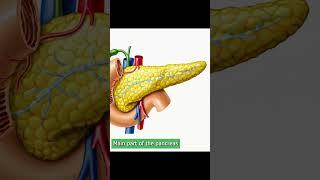 Abdominal Quadrants in 60 Seconds - First Aid Tips for Pain Identification
