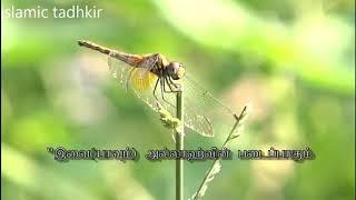 quran recitation | islamic tadhkir | by afrath