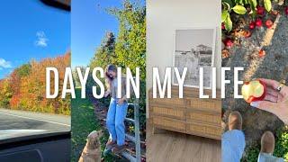 FALL VLOG: apple picking, trader joes haul, apartment projects, etc.