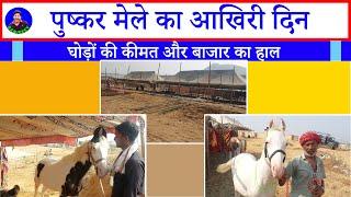 घोड़ों का बाजार खत्म, लेकिन यादें अमर ! पुष्कर मेले की आखिरी झलक Pushkar Horse Fair Market 2024