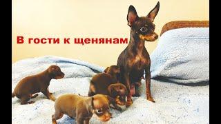 В гости к щенятам # Пражский Крысарик.