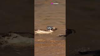 Penguin's Life - Eating, Swimming, and More !!