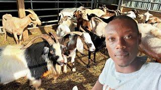 Why we BOUGHT a Goat in USA 