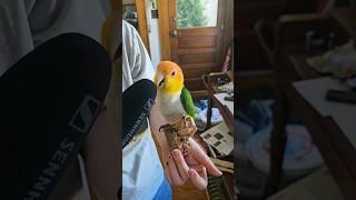 Bird Interviews 