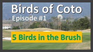 #1 Birds of Coto: Birds in the Brush at Coto de Caza, California