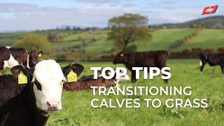 Transitioning Calves To Grass | ABP Demonstration Farm