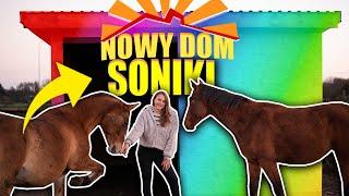 REAKCJA SONIKI NA NOWY DOM 