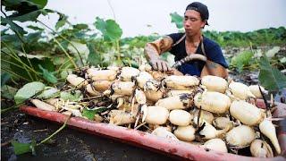 How Japanese Harvesting Millions of Lotus Roots - Lotus Root Processing Factory