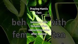 "Praying Mantis Drama: Love, Cannibalism, and Survival in the Insect World!  #viralvideo #shorts