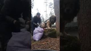 Груминг кавказской овчарки #animal #собака #dog #животные #doglover #animaldog