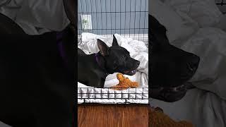 Shelter dog Pyro is now living her best life with her new family.