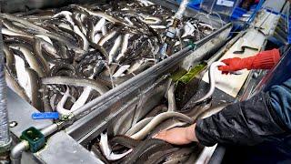 진짜 보기힘든! 장어 양식장 부터 장어만 하루 400마리씩 팔리는 장어구이 덮밥집, 장어탕 Top3 / grilled eel, korean street food