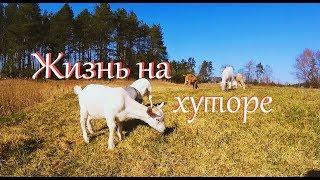 Жизнь на хуторе. Неспешный день. Пополнение.