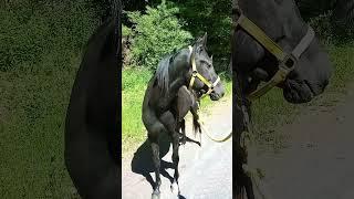 So much to see!  Exploring with young black Arabian stallion Nasr, a great way to bond with horses