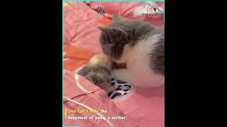 The Proud Gaze of the Mother Cat Watching Her Kitten 