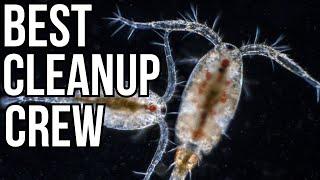 BEST Cleanup CREW for saltwater aquariums - algaebarn copepods