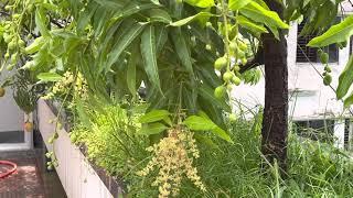 Rooftop garden/My Terrace Garden