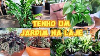 VEM VER MEU JARDIM NA LAJE, MOSTRANDO ALGUMAS PLANTAS 