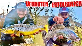 FORBIDDEN GOOD?️ Trout & Grayling fishing in winter