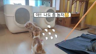 탈장고양이 로또가  자는 걸 본적이 없어요