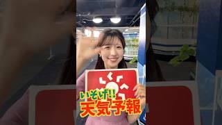 一発収録【6月19日の天気】生放送中のお天気ファーストテイク・いそげ!!天気予報 #通勤タイパ #小林李衣奈