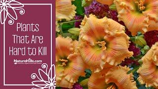 Top 5 Plants That are Hard to Kill | Naturehills.com