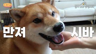 There's No Other Shiba Like MoraeㅣWe're Currently Fostering Ep.22-1ㅣ#Fostering #RescueDogAdoption