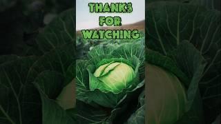 Beautiful Cabbage Farm Vegetables Satisfying video #satisfying #short #agriculture