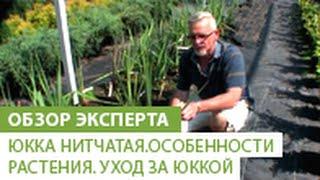 Юкка нитчатая.Особенности растения. Уход за юккой