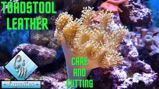 Toadstool leather care and cutting