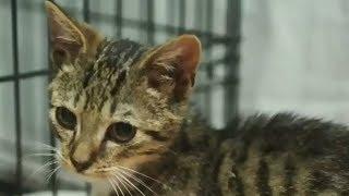 Cat charity seeks help re-homing 19 felines after fire