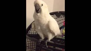 Fonzie the cockatoo waving hi