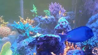 Gwonk Reefkeeping 120 Gallon Mixed Reef Livestream 9-20-23