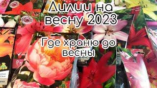 Прекрасные лилии, обалденный пион на весну 2023Что я с ними сделала️