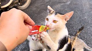 The kittens enjoy eating pate for the first time